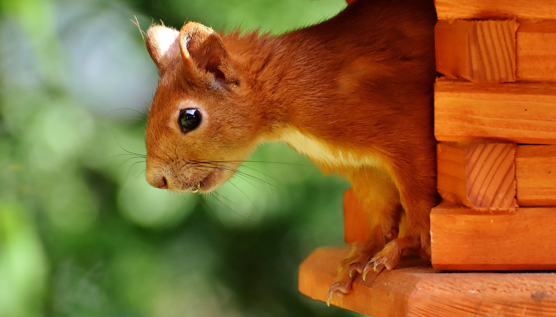 In einigen Zoohandlungen kann man Eichhörnchen kaufen auf blog-kade.de