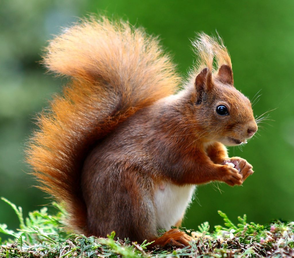 In einigen Zoohandlungen kann man Eichhörnchen kaufen auf blog-kade.de