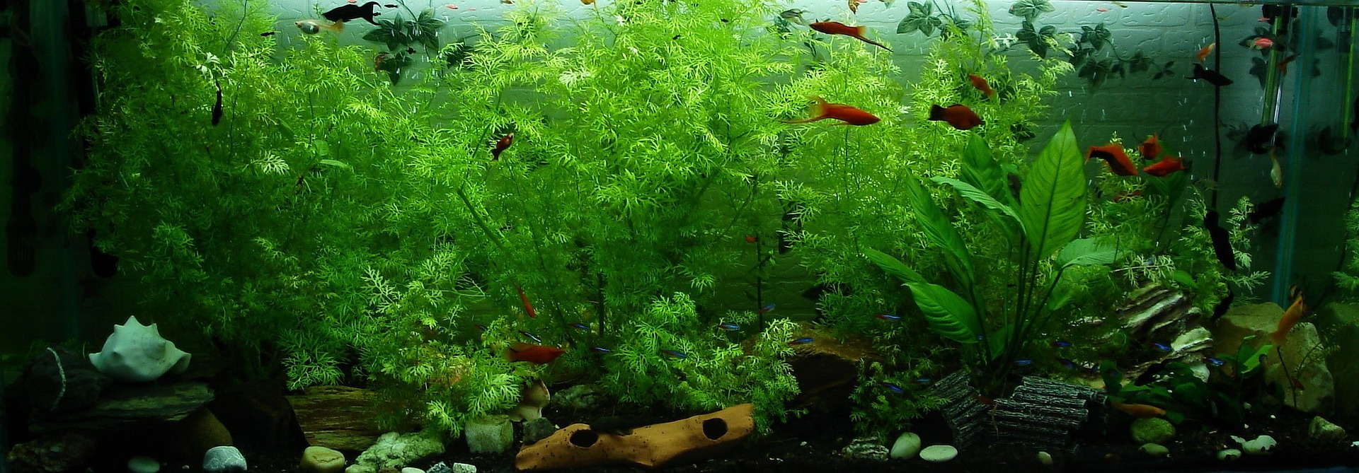 Aquarium Pflanzen düngen ja oder nein? auf blog-kade.de