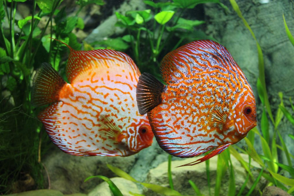 Aquarium Pflanzen düngen ja oder nein? auf blog-kade.de